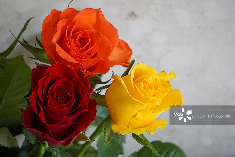 五彩缤纷的玫瑰图片素材