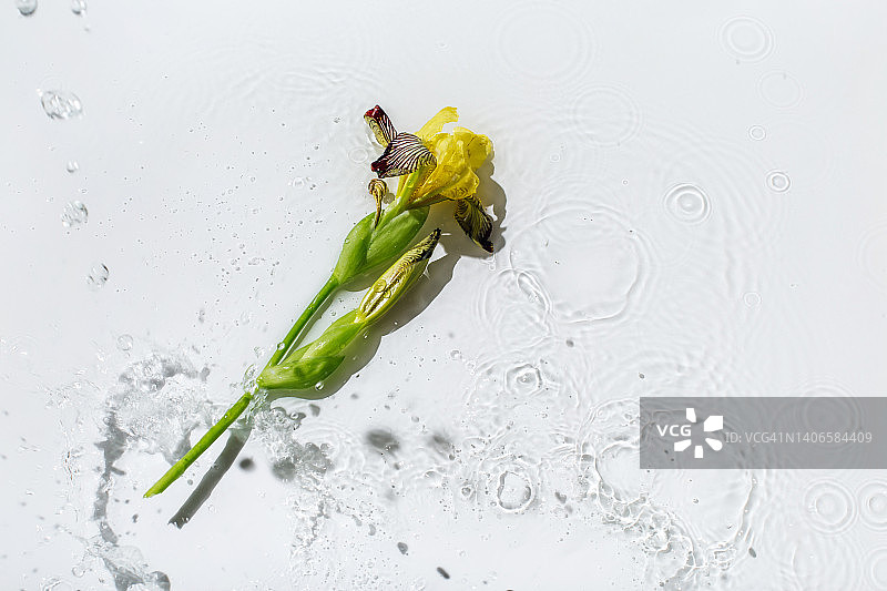 黄色的花朵漂浮在白色的水面上，激起阵阵涟漪，溅起水花，冒起阵阵气泡。Spa和化妆品概念背景与拷贝空间图片素材