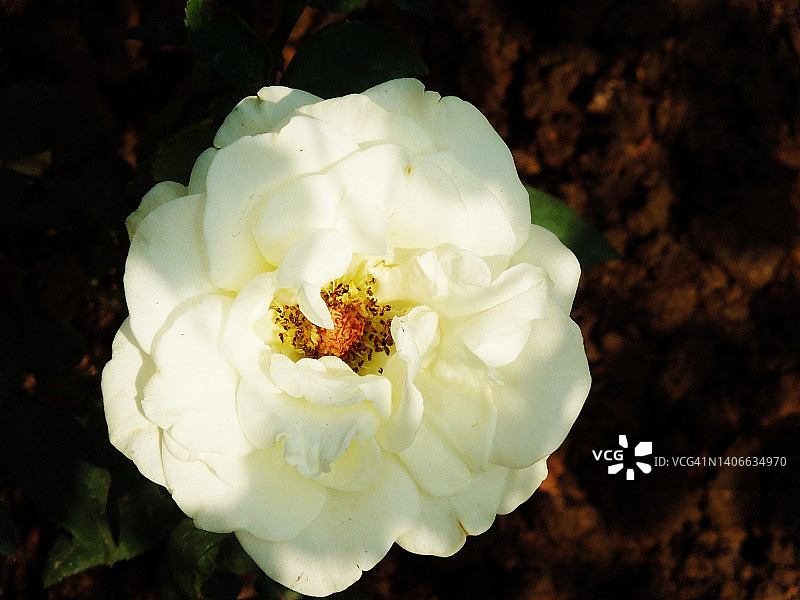 白玫瑰植物的花朵盛开，看起来很漂亮。罗莎。蔷薇科的家庭。图片素材