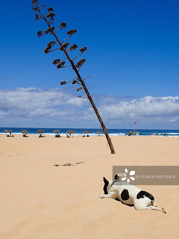 在葡萄牙阿尔加维卡拉帕特拉的波德拉海滩，狗狗在龙舌兰植物旁晒太阳。图片素材