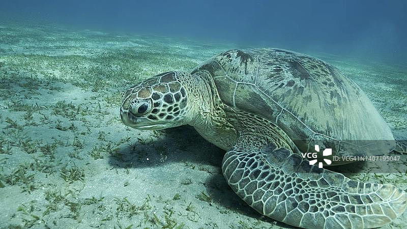 绿色的大海龟在海底覆盖着绿色的海草，绿海龟(Chelonia mydas)水下拍摄。埃及红海图片素材
