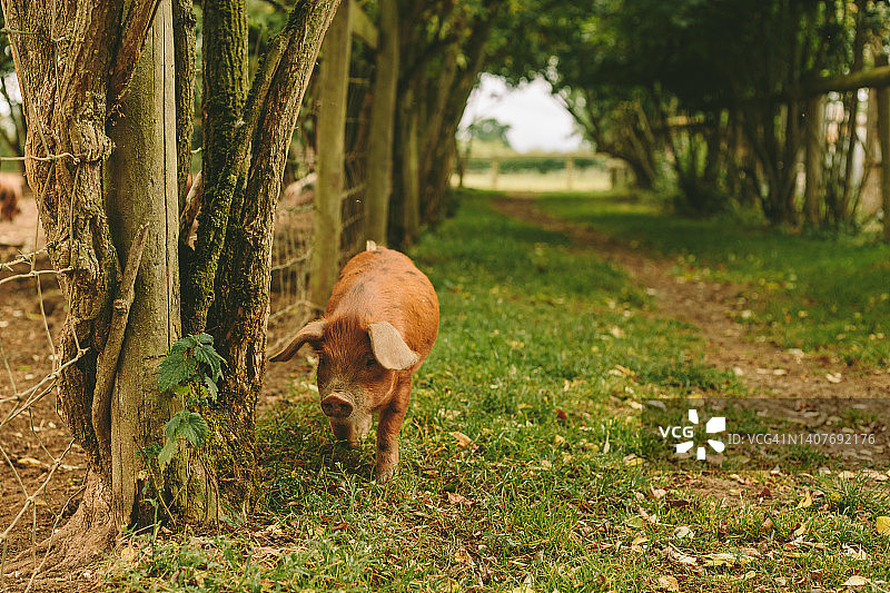 有机生态农场养猪图片素材