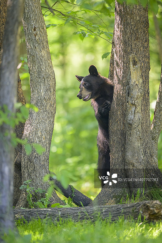一只黑熊从树后向外张望图片素材
