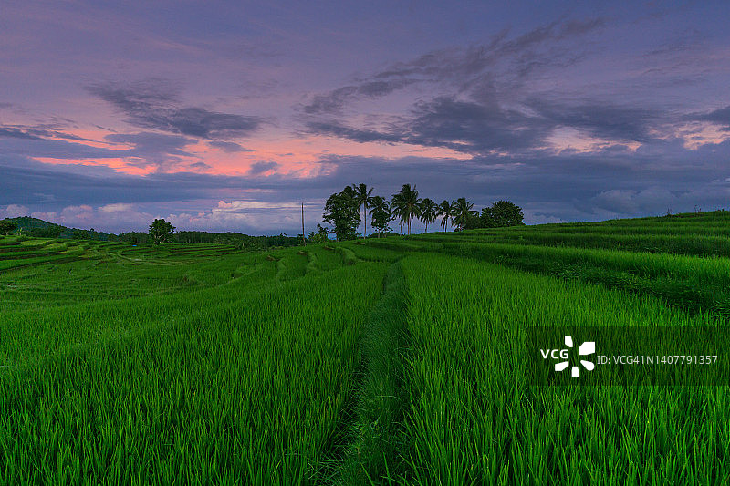 绿色稻田和椰子的印尼自然风光图片素材
