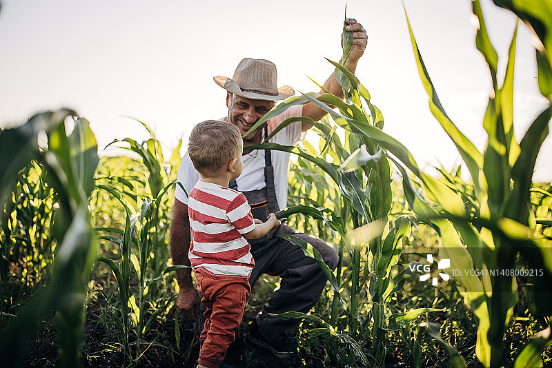 爷爷和孙子在农场的玉米田日落图片素材