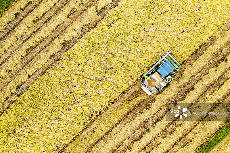 俯视农民驾驶着收割机和拖拉机，在农田里收割水稻。图片素材