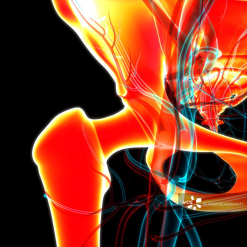 人体骨骼系统髋关节关节解剖学图片素材