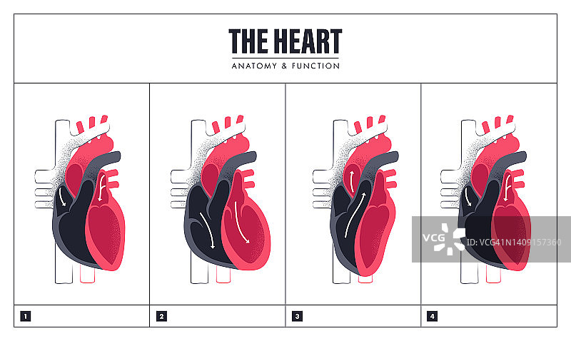 人体心脏功能解剖图片素材