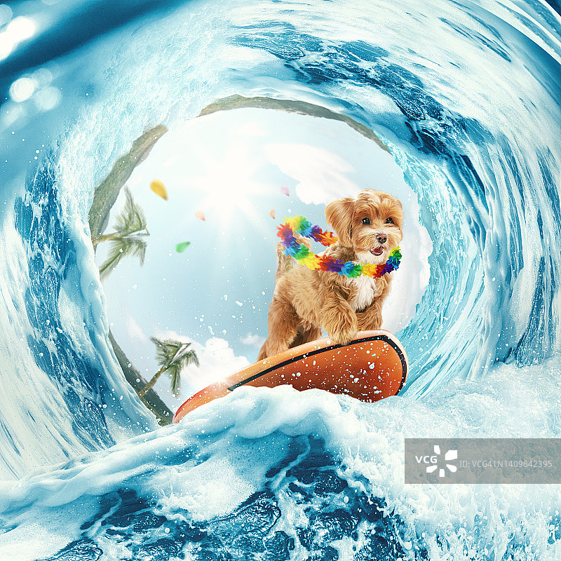 异国情调的度假。拼贴可爱的maltipoo小狗在海洋中冲浪，或在暑假的大海上，五颜六色的花链。休息、运动、冒险的概念图片素材