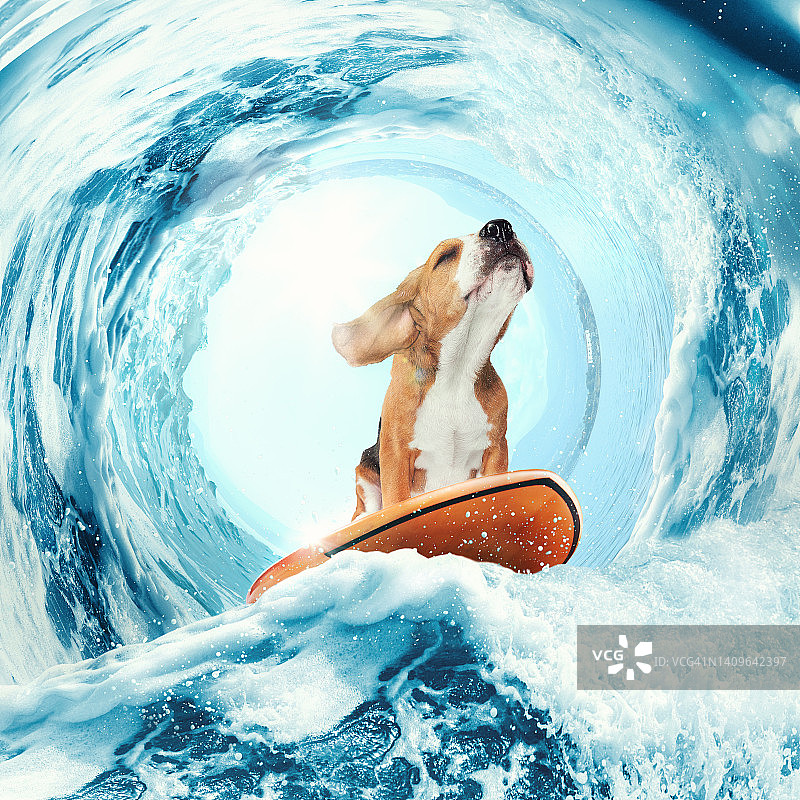 甜蜜的梦想。创造性的艺术拼贴与有趣的比格犬冲浪板上巨大的海浪在海洋或大海。休息，运动，冒险，动物，关怀，爱的概念图片素材