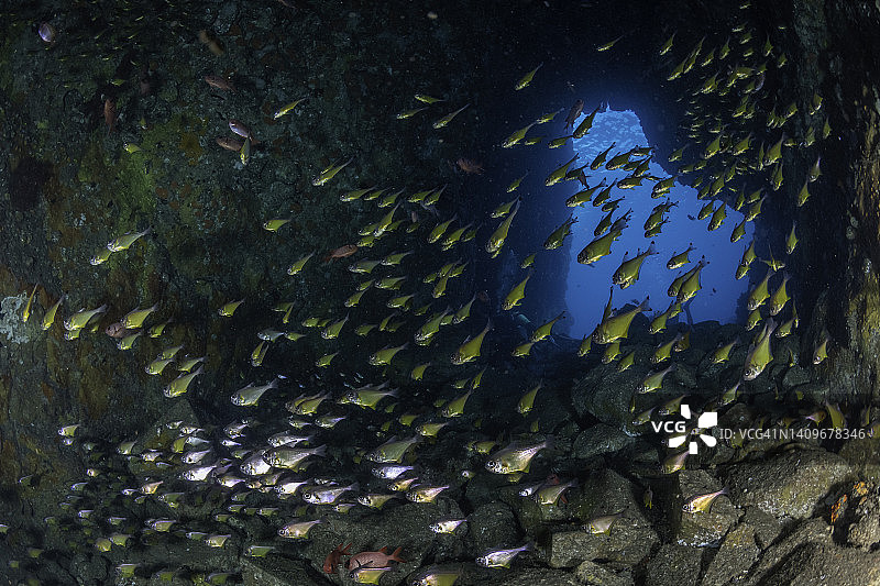 鱼岩洞内的黑尖靶心鱼群。图片素材