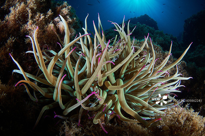 海葵在海底图片素材