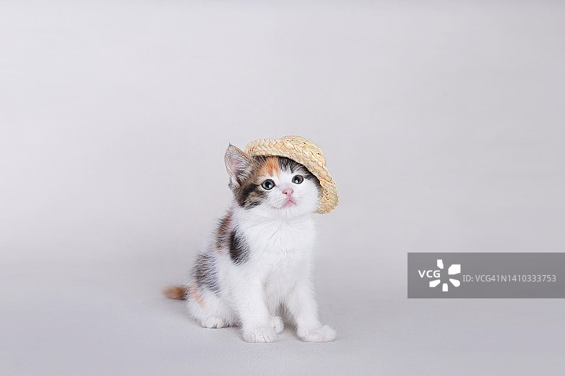 戴草帽的猫看着镜头。白色背景的小猫非常适合做明信片。可爱的虎斑小猫在白色格纹在家里。夏天。假期。海中。图片素材