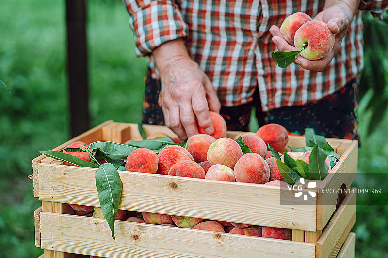 特写年长女农民的手，在花园里装满了新鲜成熟的桃子木箱图片素材
