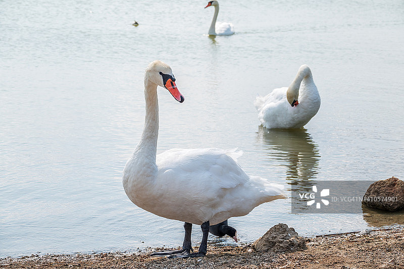 优雅的白天鹅长着红喙站在池塘的岸边图片素材