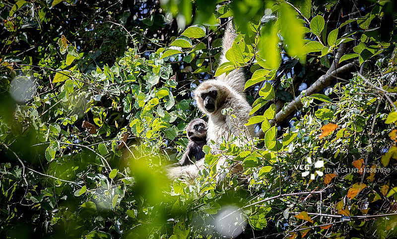 白手长臂猿，热带森林中常见的长臂猿(Hylobates lar)图片素材