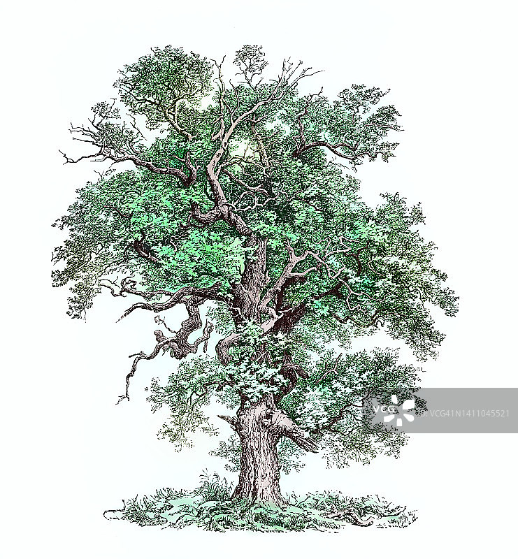 橡树、普通橡树、有梗橡树、欧洲橡树或英国橡树的古老雕刻插图(栎柏)图片素材