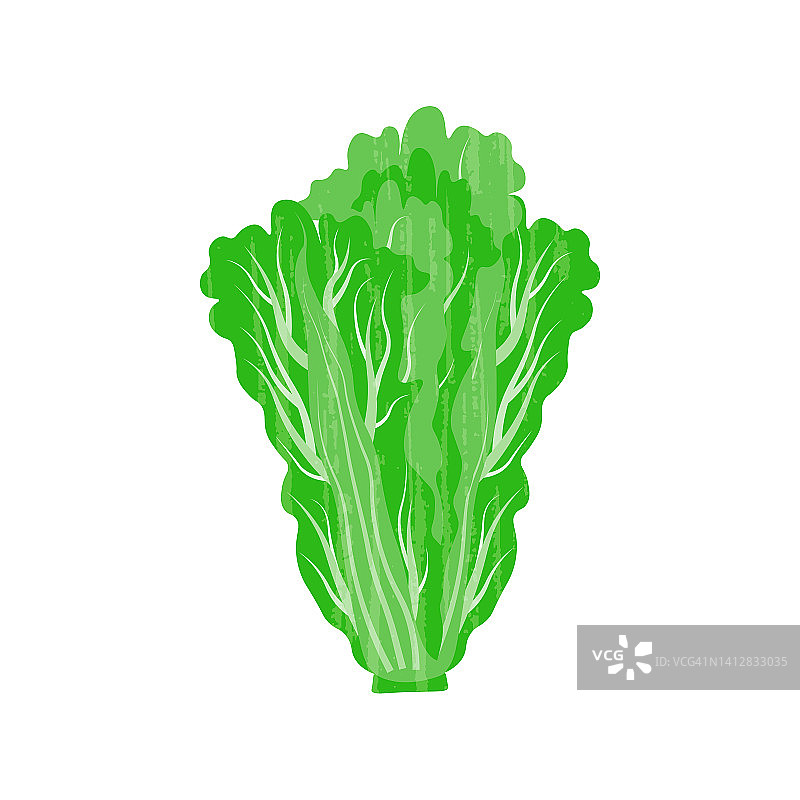 北京大白菜，佩仔，蔬菜病媒孤立插图图片素材