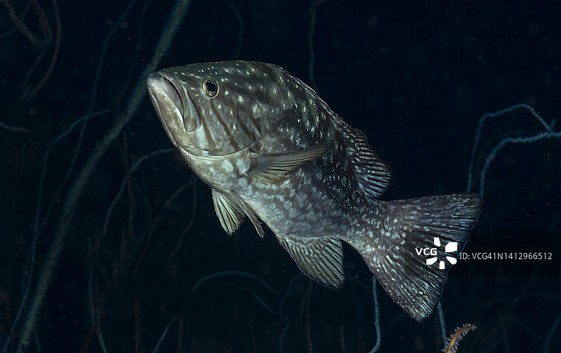 Comp石斑鱼。图片素材