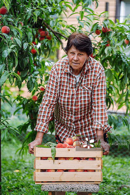 收割。年长的女农民在花园里采摘有机桃子图片素材