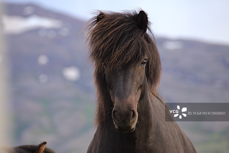 冰岛马系列图片素材