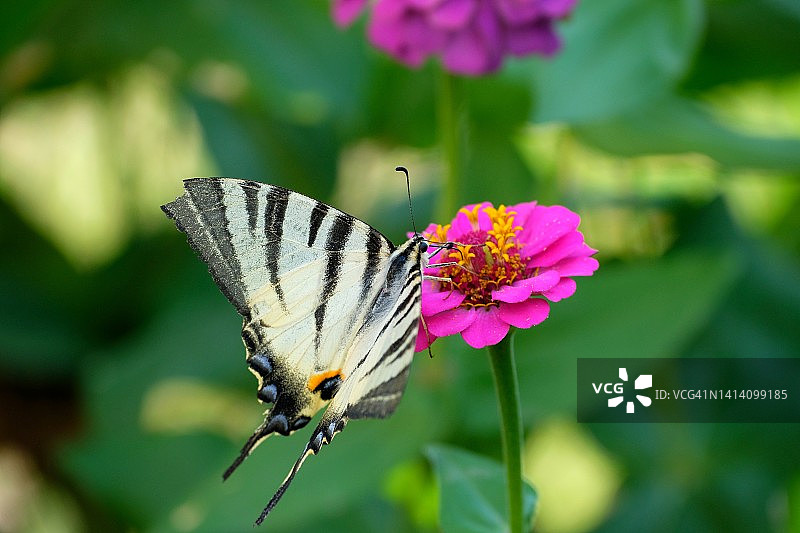 开花的燕尾蝴蝶图片素材