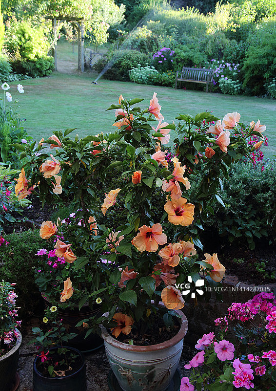 英国花园露台上的花盆里的热带橙色芙蓉。图片素材