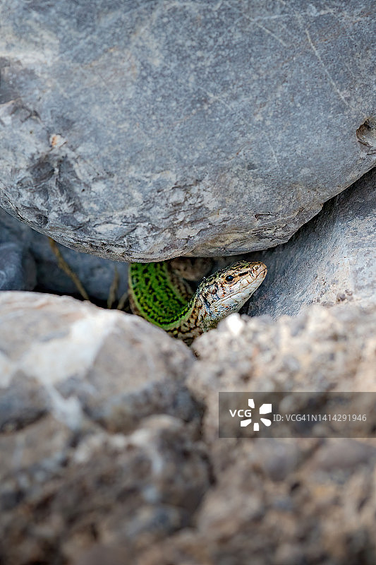 皮蒂乌萨斯蜥蜴(Podarcis pityusensis)，巴利阿里群岛的蜥蜴，在岩石间窥视的蜥蜴，野生动物图片素材