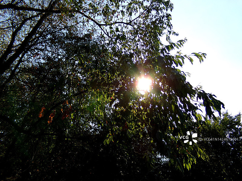 森林树和太阳图片素材