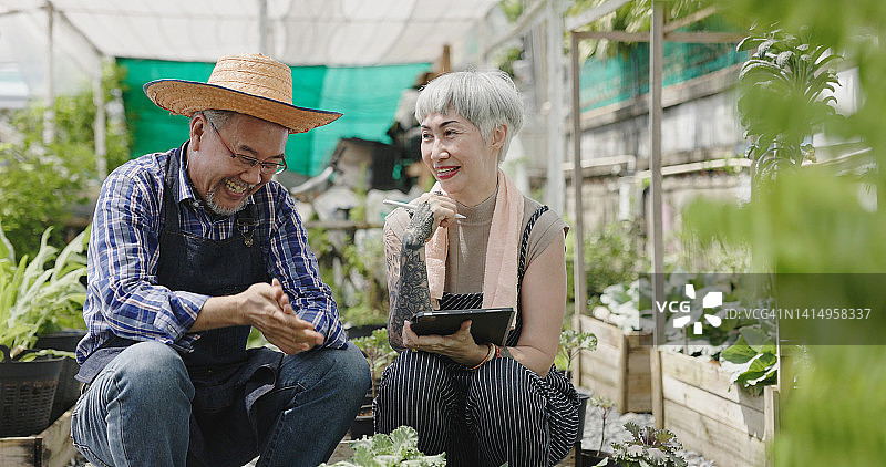 一对幸福的亚洲老夫妇在自家花园里种菜的4k视频。在退休年龄从事创收、种植作物、销售产品的活动。本土生产图片素材