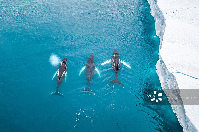 格陵兰岛的鲸鱼在游泳时从喷水孔喷水图片素材