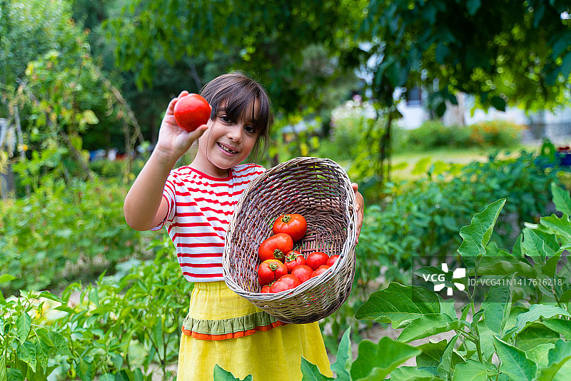小女孩在花园里展示自家种的西红柿图片素材