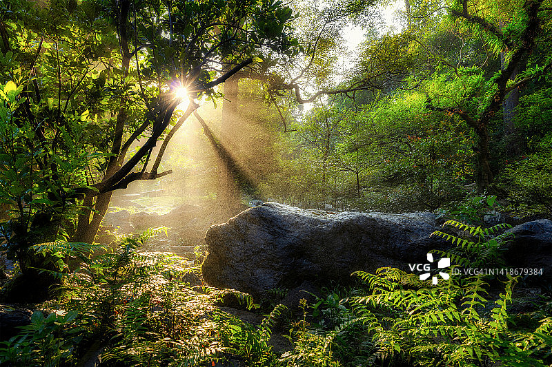 在国家公园的一个阳光和雾天的日出雨林背景视图。图片素材