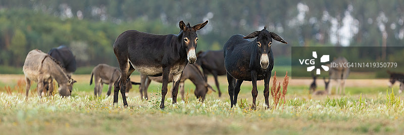一群望着镜头的驴或夏天在牧场上吃草的驴图片素材
