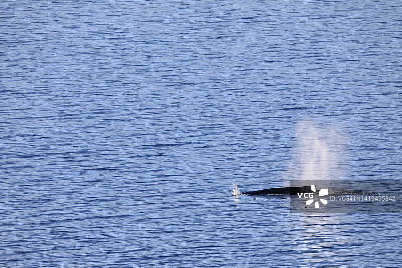 鲸鱼浮出海面图片素材