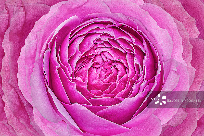 紫色的玫瑰花。花的背景。宏。大自然。图片素材