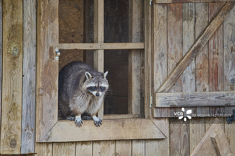 一只小浣熊，坐在木窗边图片素材