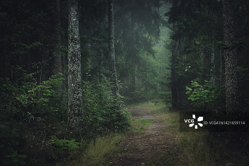 秋天雾中森林中的一条小路图片素材