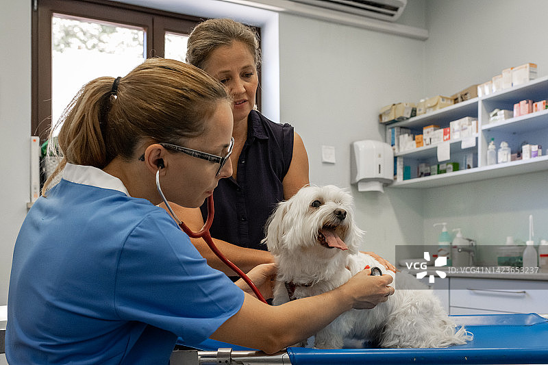 一只马耳他犬在紧急轮床上接受兽医的检查。图片素材