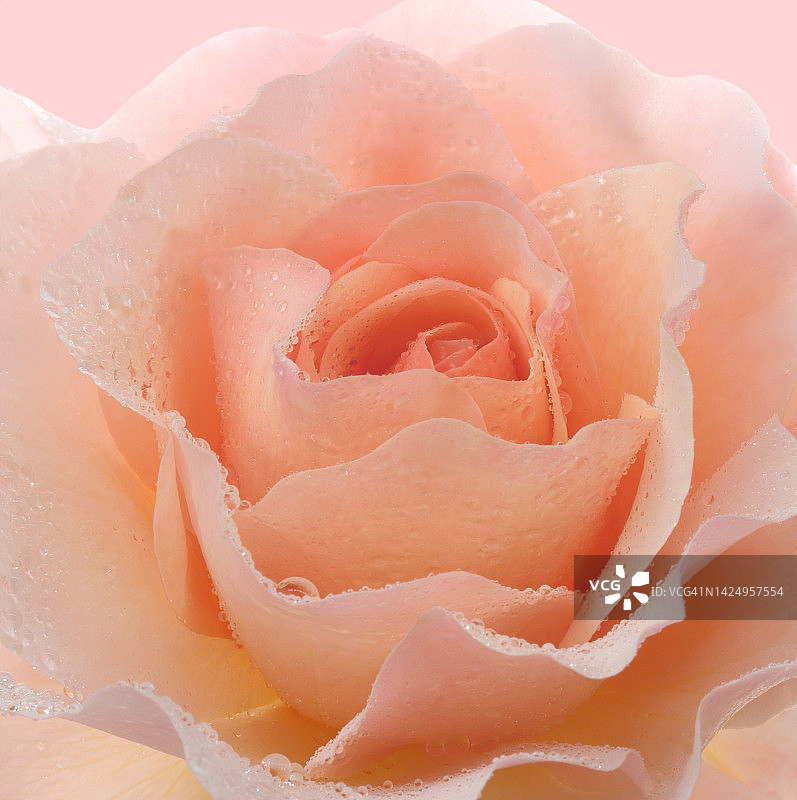 芳香的淡桃玫瑰与水滴。图片素材