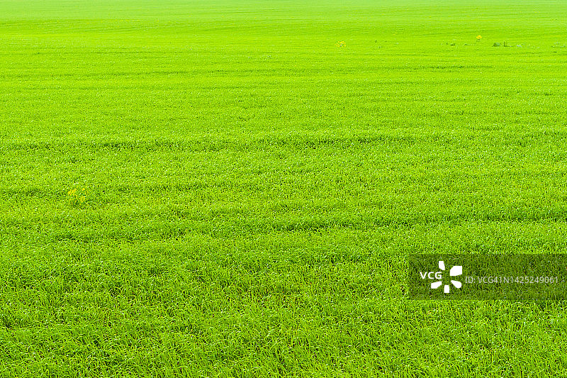 明亮的绿色，非常明亮的田野绿色的春草。农业的背景。图片素材