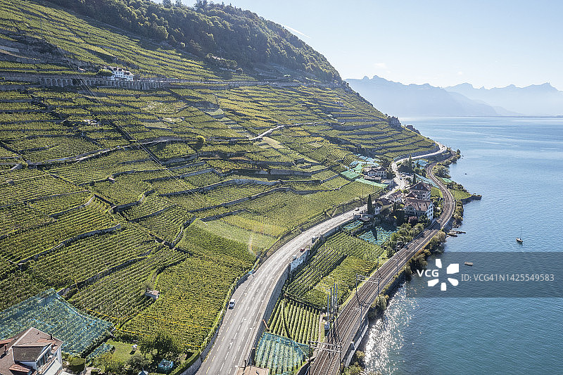瑞士。日内瓦湖上的梯田葡萄园图片素材