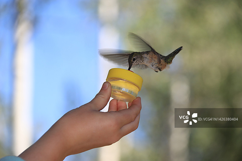 一只蜂鸟在一个手持容器上进食图片素材