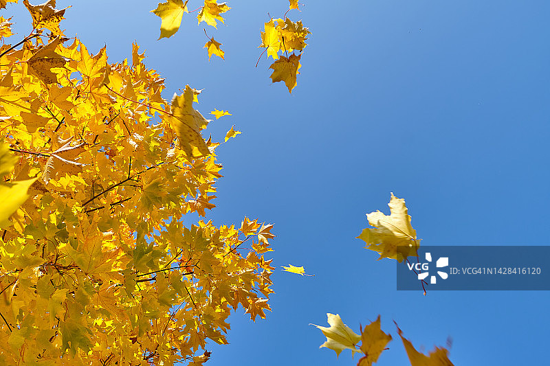 在蓝天的映衬下，一根秋叶金黄的枫树。美丽的自然背景。晴天的树梢，在公共公园或自然公园。复制文本的空格。图片素材