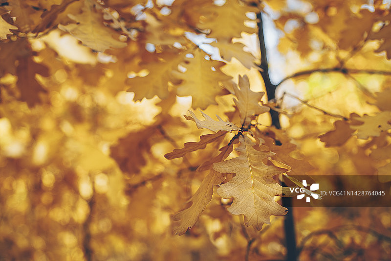 秋天森林里有橙色叶子的橡树枝。自然背景图片素材