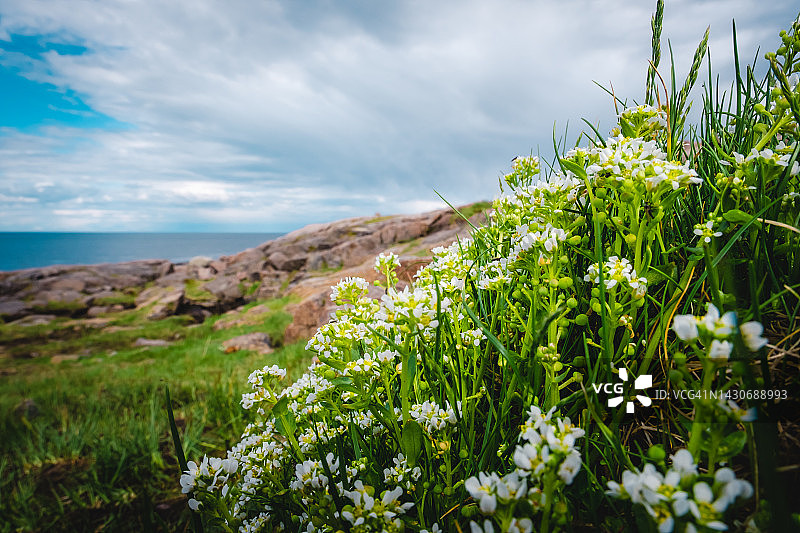 夏季极地景观。夏天苔原。生长在岩石上的北方花。巴伦支海附近的景观。Teriberka、俄罗斯图片素材