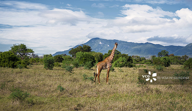 好奇的游客在非洲肯尼亚的萨法里捕捉到一只长颈鹿。图片素材
