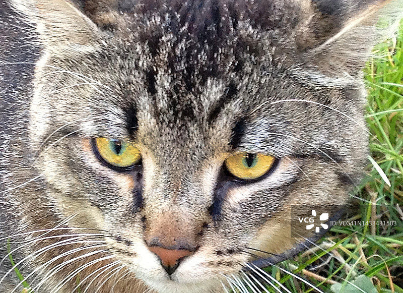 灰褐色虎斑猫的黄色眼睛图片素材