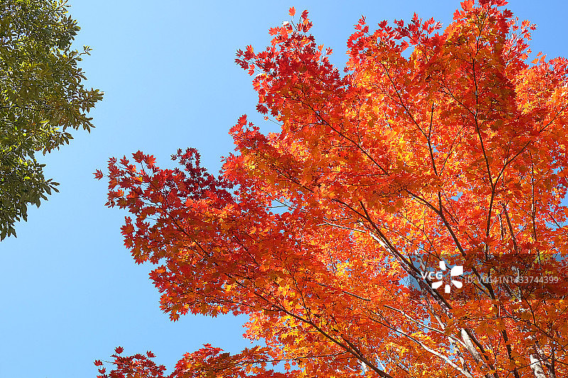 色彩斑斓的枫树图片素材