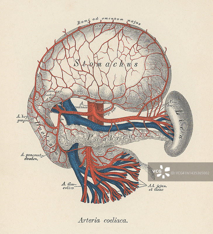 古老的人体循环系统-腹腔动脉的彩色照相术插图图片素材
